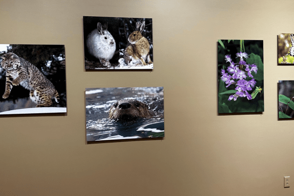 The Rosenberg Gallery at The Adirondack History Museum displays wildlife photography by Larry Master