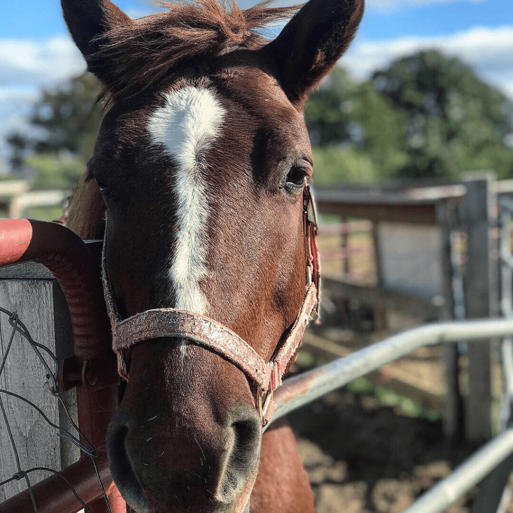 Visit Rulfs this fall and say hi to Chloe the horse