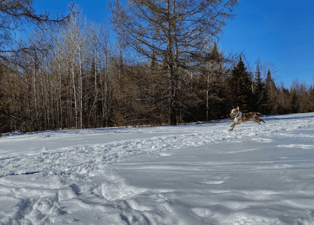 Try snowshoeing at Heaven Hill while visiting Lake Placid